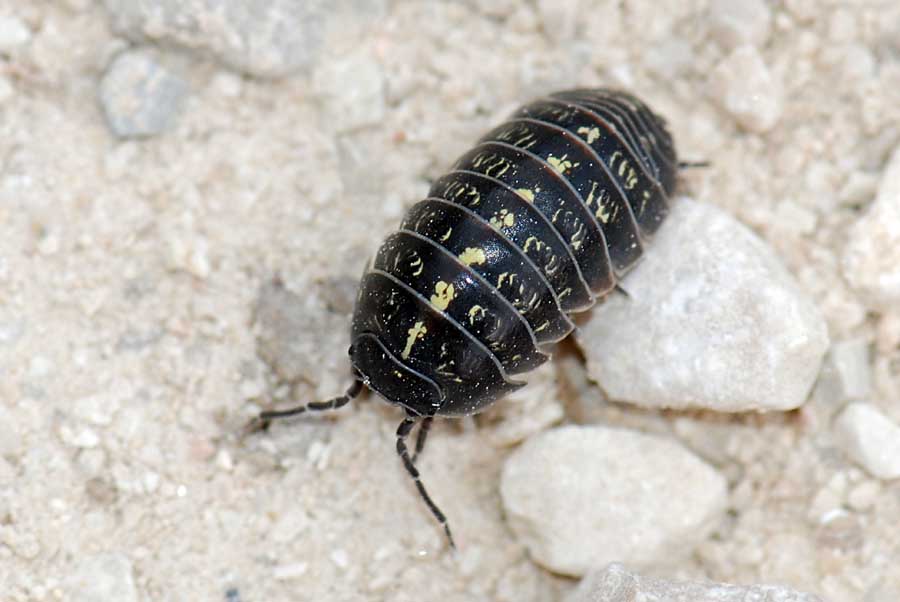 Armadillidium sp. dall''Altopiano di Asiago